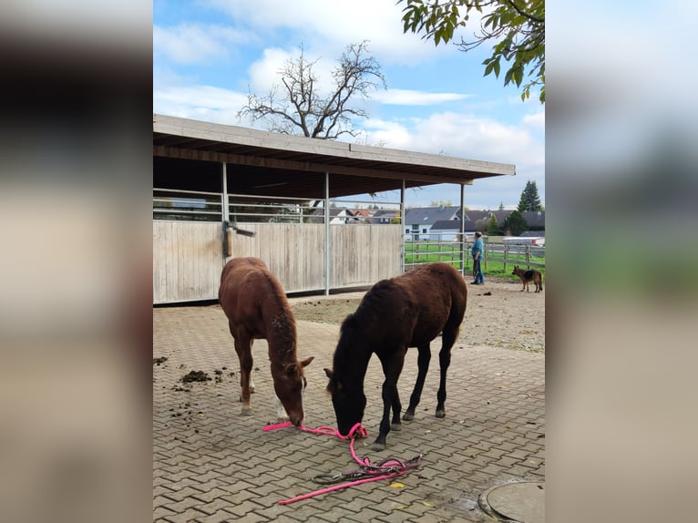 Paint Horse Semental 1 año 156 cm Negro in Fleischwangen