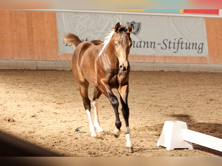 Paint Horse Semental 1 año 158 cm Tobiano-todas las-capas in Aldenhoven