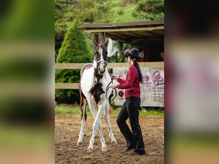 Paint Horse Semental 1 año 163 cm Tovero-todas las-capas in Zakupy