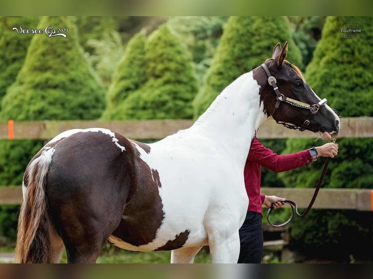 Paint Horse Semental 1 año 163 cm Tovero-todas las-capas in Zakupy