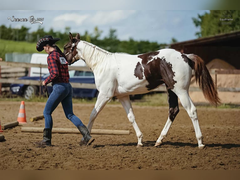 Paint Horse Semental 1 año 163 cm Tovero-todas las-capas in Zakupy