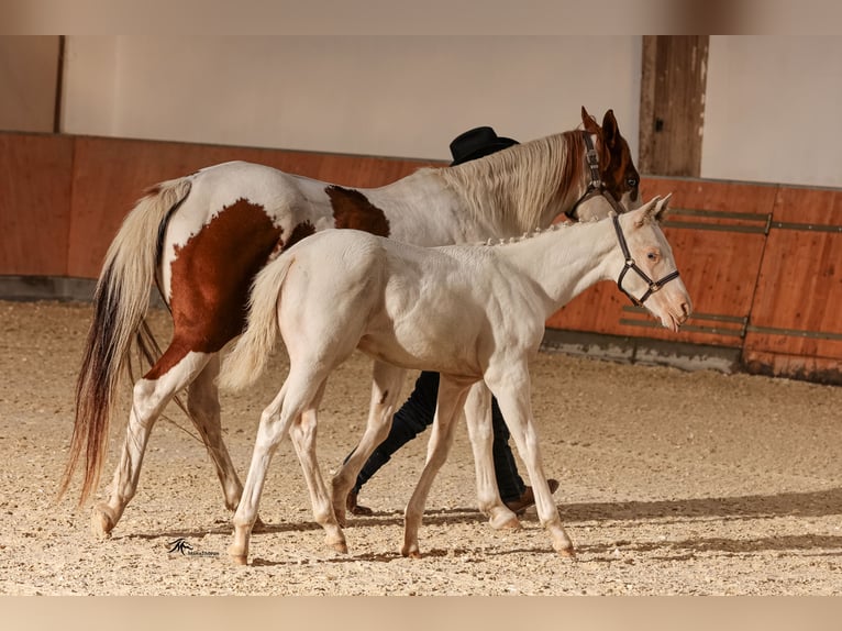 Paint Horse Semental 1 año Pío in Camburg