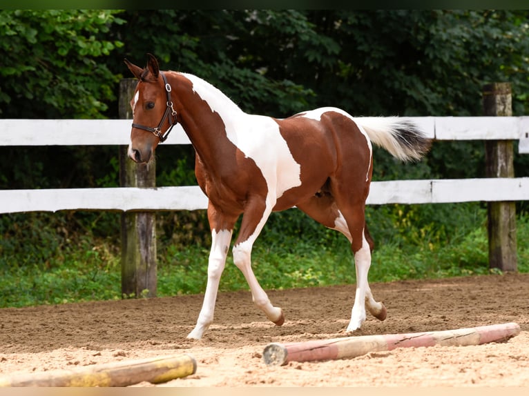 Paint Horse Semental 1 año Tobiano-todas las-capas in Eckental