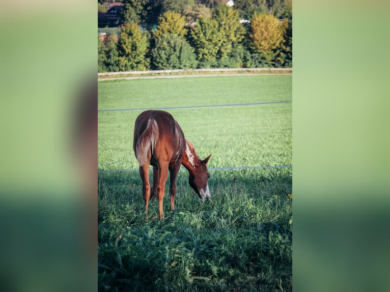 Paint Horse Semental 1 año Tobiano-todas las-capas in Haldenwang