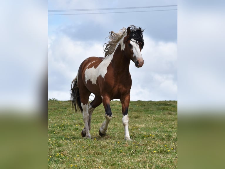 Paint Horse Mestizo Semental 1 año Tovero-todas las-capas in Hennebont