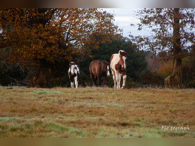 Paint Horse Mestizo Semental 1 año Tovero-todas las-capas in Hennebont