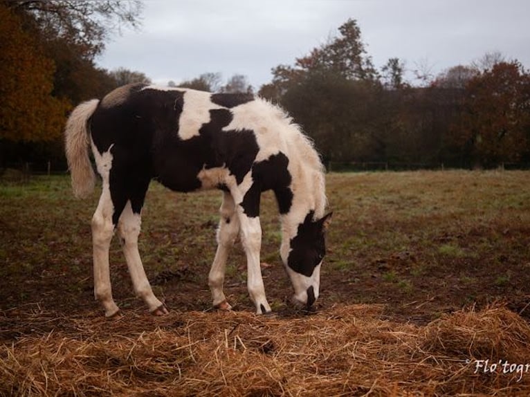 Paint Horse Mestizo Semental 1 año Tovero-todas las-capas in Hennebont