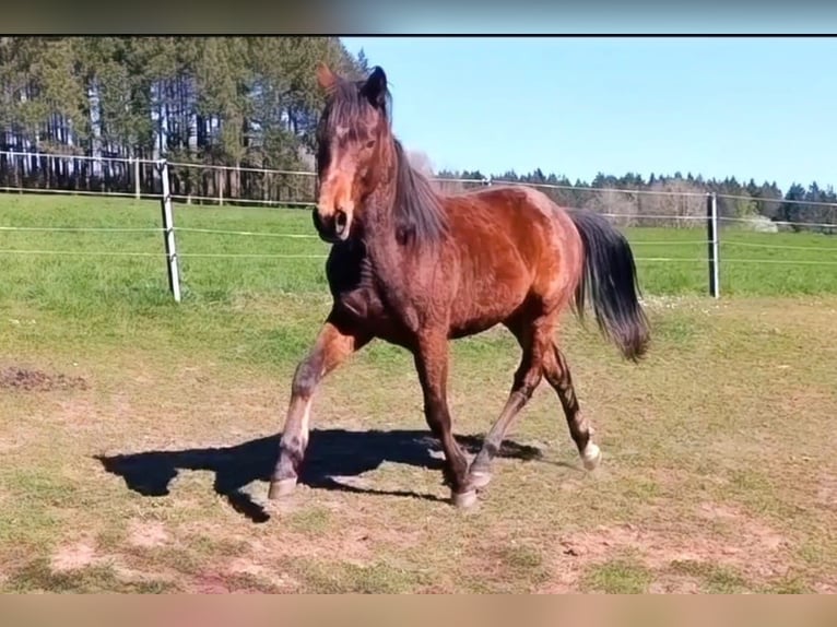Paint Horse Semental 2 años 150 cm Castaño in Losheim am See
