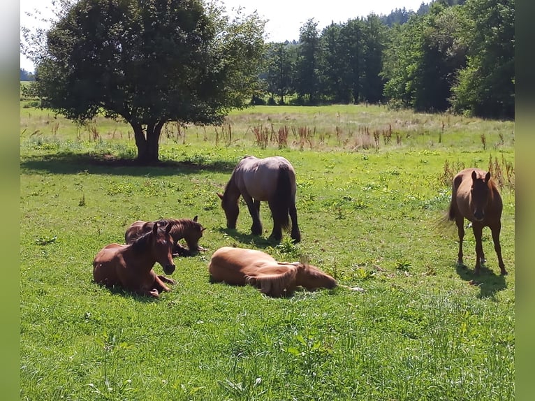 Paint Horse Semental 2 años 150 cm Castaño in Losheim am See