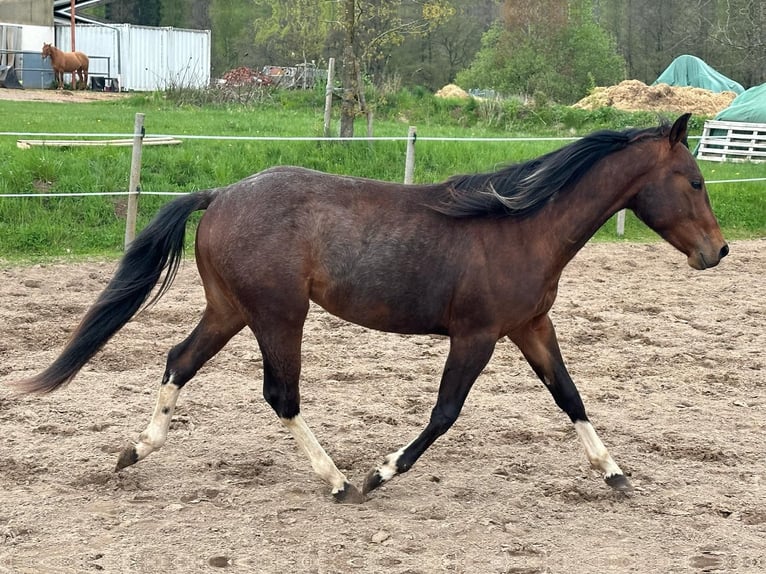 Paint Horse Semental 2 años 150 cm Tobiano-todas las-capas in Nohfelden