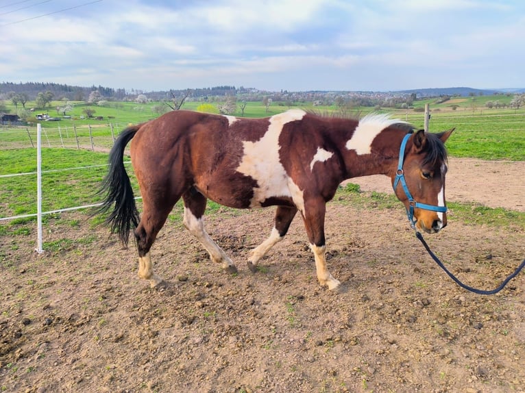 Paint Horse Semental 2 años 150 cm Tobiano-todas las-capas in Straubenhardt