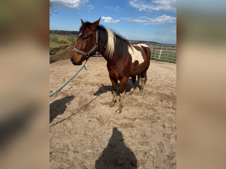 Paint Horse Semental 2 años 150 cm Tobiano-todas las-capas in Straubenhardt