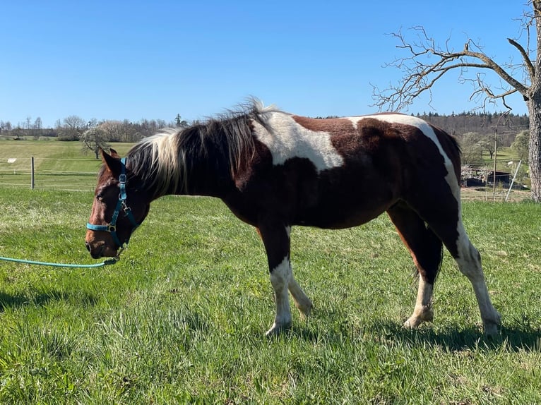 Paint Horse Semental 2 años 150 cm Tobiano-todas las-capas in Straubenhardt