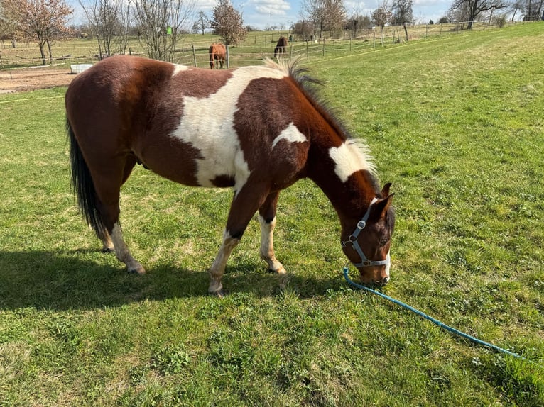 Paint Horse Semental 2 años 150 cm Tobiano-todas las-capas in Straubenhardt