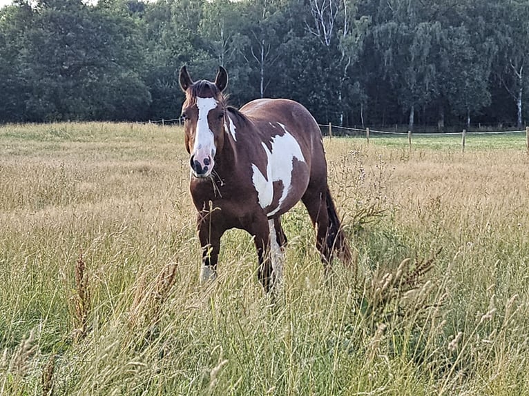 Paint Horse Semental 2 años 152 cm Overo-todas las-capas in Langerwehe
