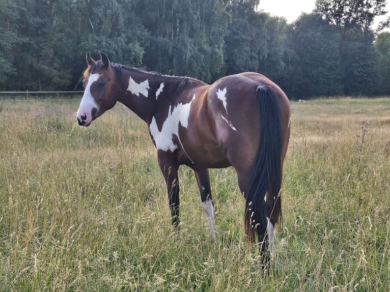 Paint Horse Semental 2 años 152 cm Overo-todas las-capas in Langerwehe