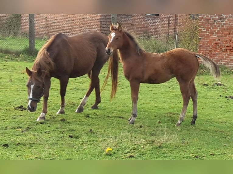 Paint Horse Semental 2 años 155 cm Castaño claro in HenningenDähre