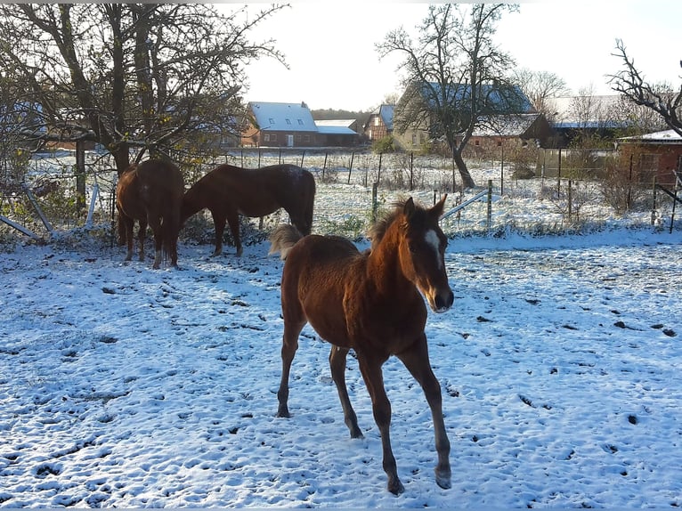 Paint Horse Semental 2 años 155 cm Castaño claro in HenningenDähre