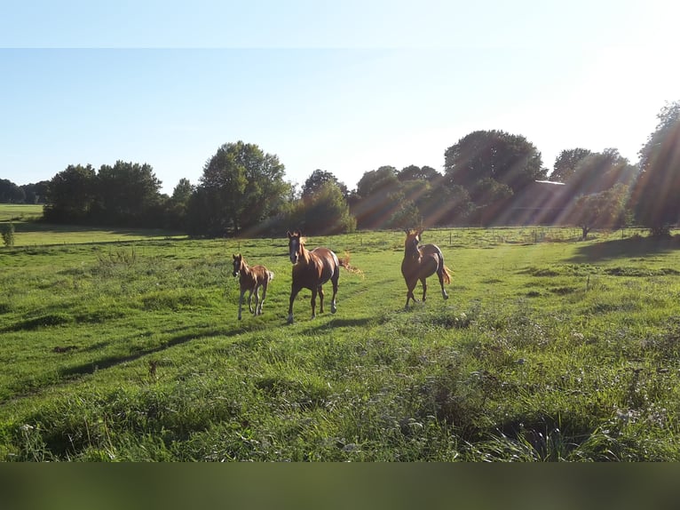 Paint Horse Semental 2 años 155 cm Castaño claro in HenningenDähre