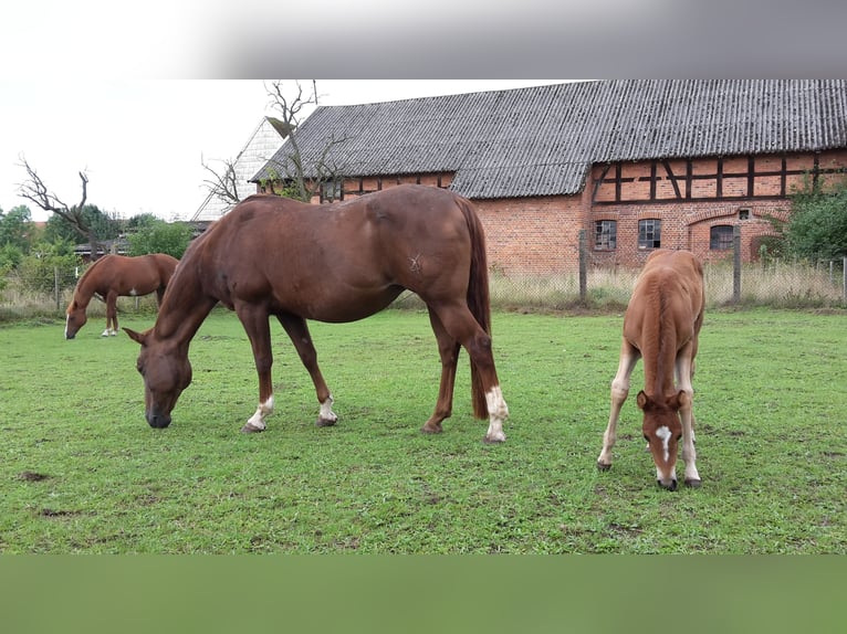 Paint Horse Semental 2 años 155 cm Castaño claro in HenningenDähre