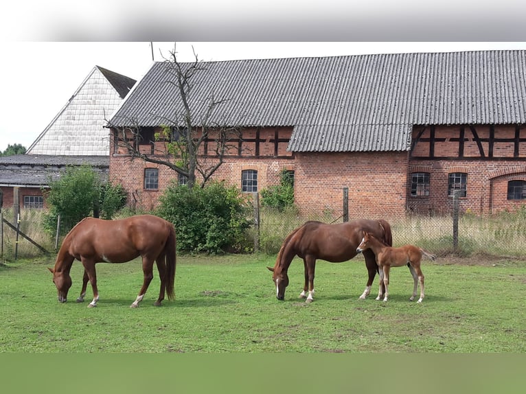 Paint Horse Semental 2 años 155 cm Castaño claro in HenningenDähre