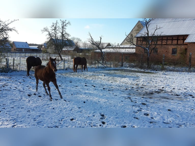 Paint Horse Semental 2 años 155 cm Castaño claro in HenningenDähre