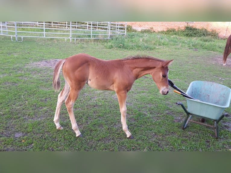 Paint Horse Semental 2 años 155 cm Castaño claro in HenningenDähre