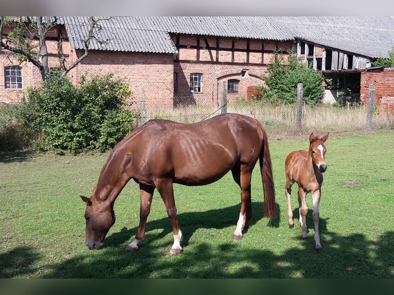 Paint Horse Semental 2 años 155 cm Castaño claro in HenningenDähre