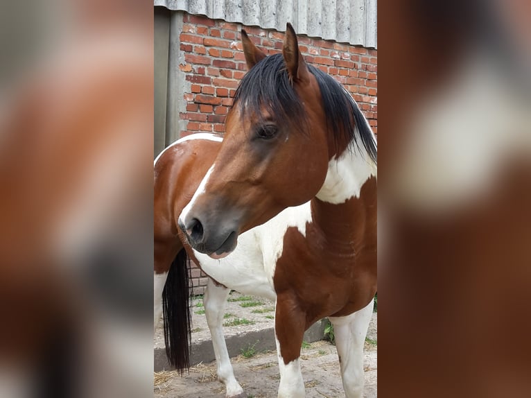 Paint Horse Semental 2 años 155 cm Castaño claro in HenningenDähre