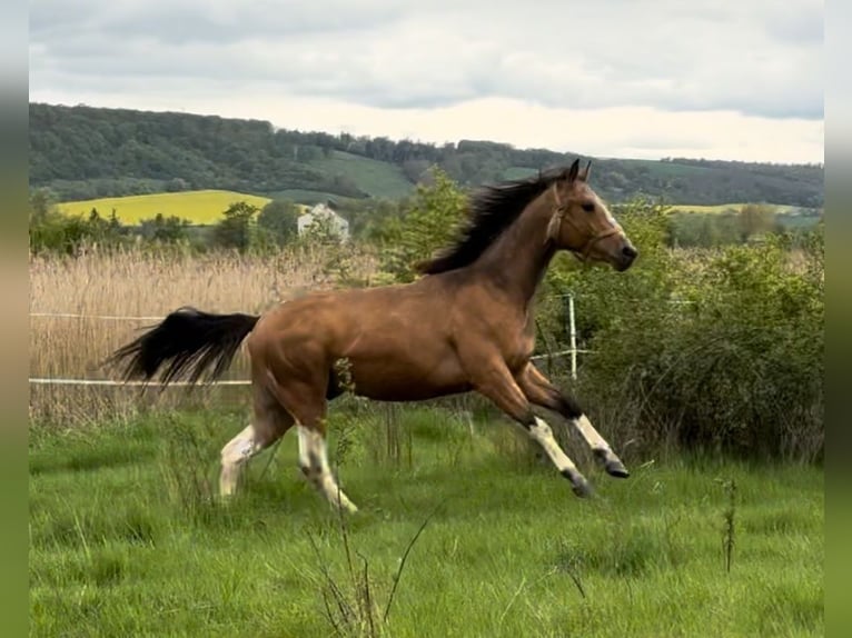 Paint Horse Semental 2 años 158 cm Buckskin/Bayo in Esperstedt