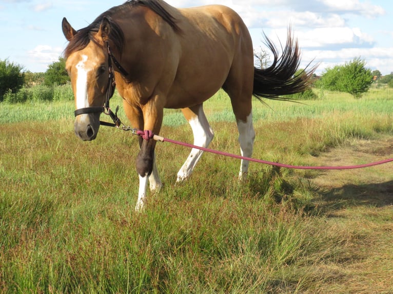 Paint Horse Semental 2 años 158 cm Buckskin/Bayo in Esperstedt