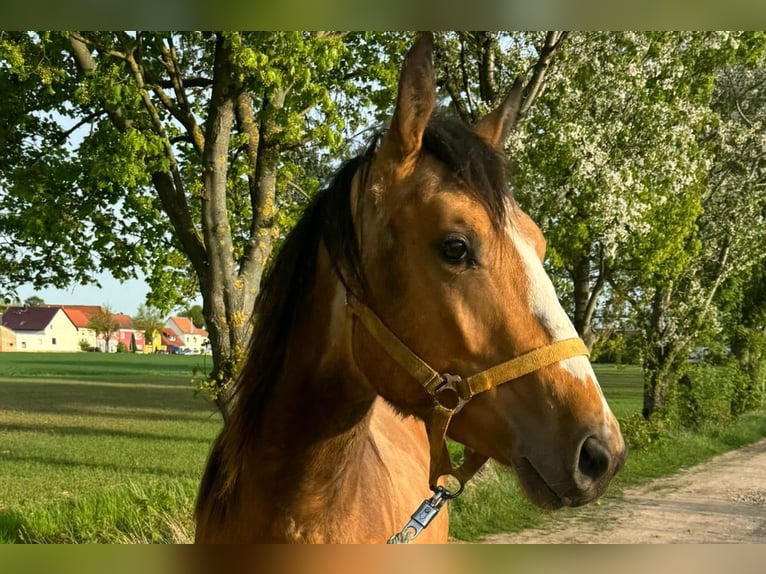 Paint Horse Semental 2 años 158 cm Buckskin/Bayo in Esperstedt