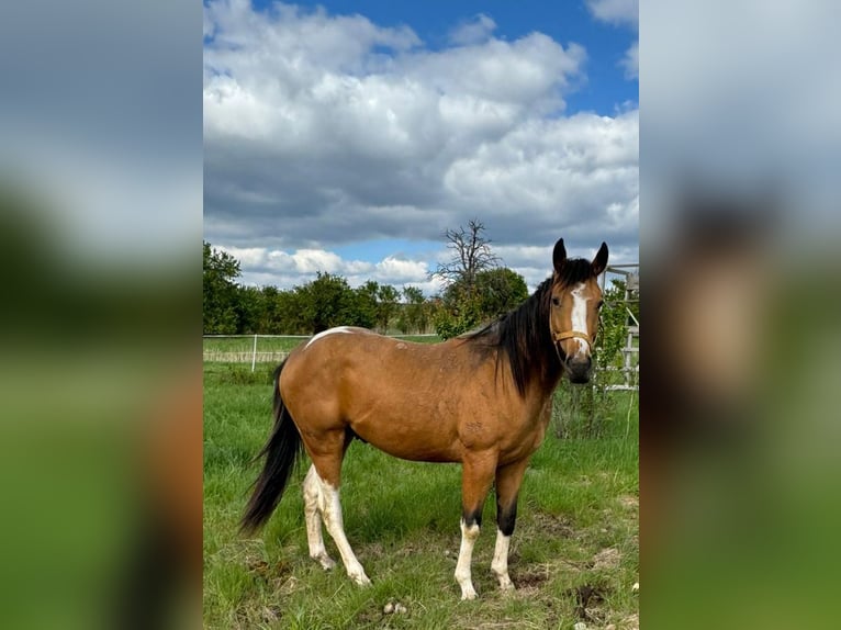 Paint Horse Semental 2 años 158 cm Buckskin/Bayo in Esperstedt