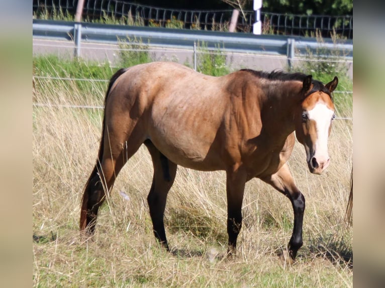 Paint Horse Semental 3 años 146 cm Castaño-ruano in Breitenbach