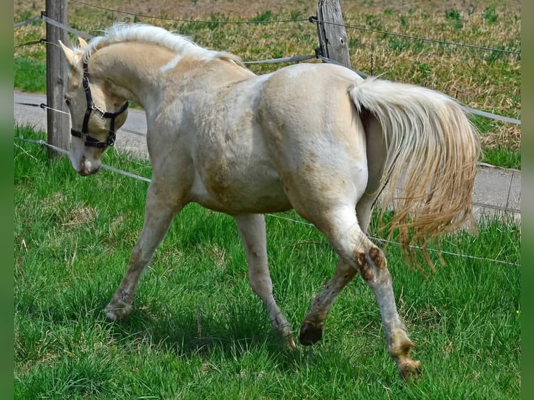 Paint Horse Semental 3 años 148 cm Champán in Buchbach