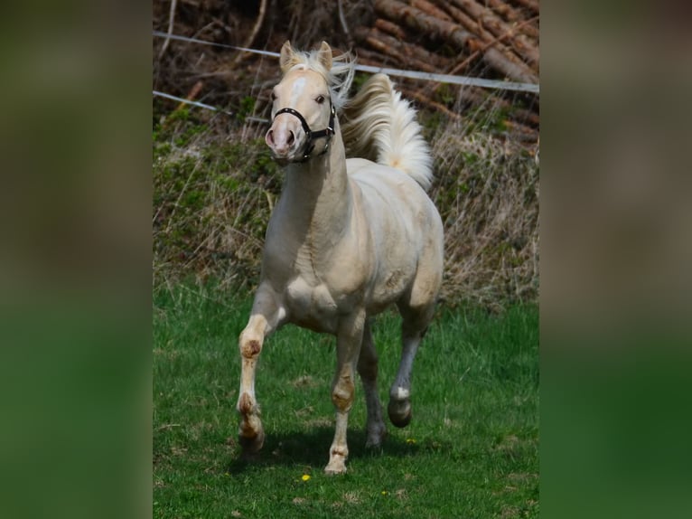 Paint Horse Semental 3 años 148 cm Champán in Buchbach