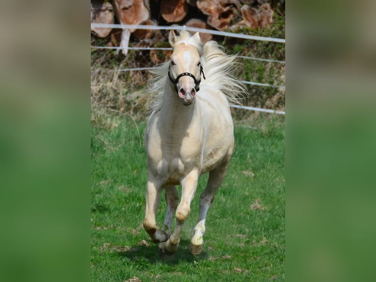 Paint Horse Semental 3 años 148 cm Champán in Buchbach