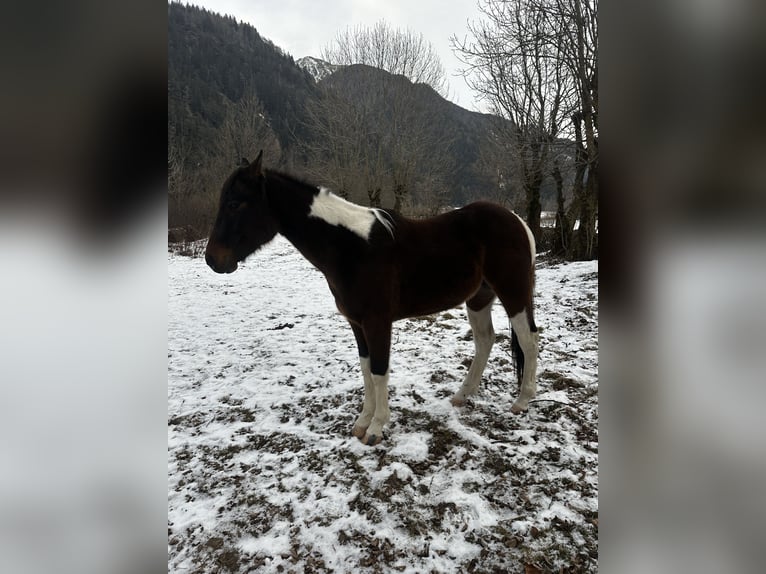 Paint Horse Semental 3 años 154 cm Tobiano-todas las-capas in Lienz