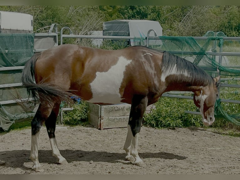 Paint Horse Semental 6 años 149 cm Overo-todas las-capas in NürnbergNürnberg Paint Horse Semental 6 años 149 cm Overo-todas las-capas in NürnbergNürnberg