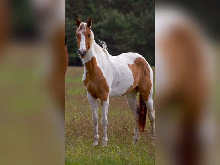 Paint Horse Semental Overo-todas las-capas in Retzow