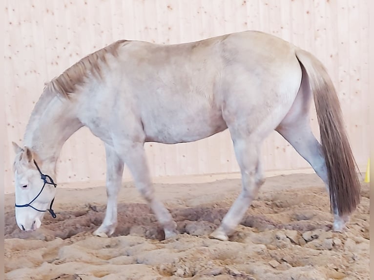 Paint Horse Semental Overo-todas las-capas in Retzow