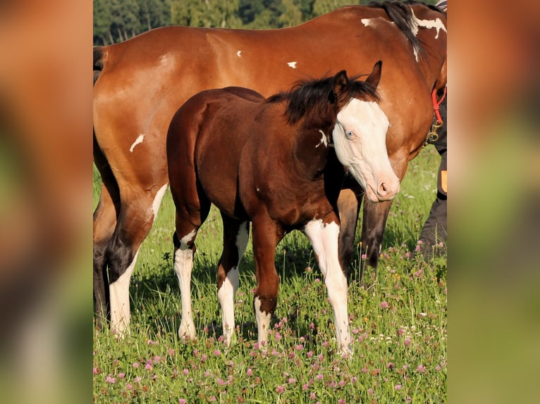 Paint Horse Semental Potro (04/2025) 148 cm Castaño in Bautzen