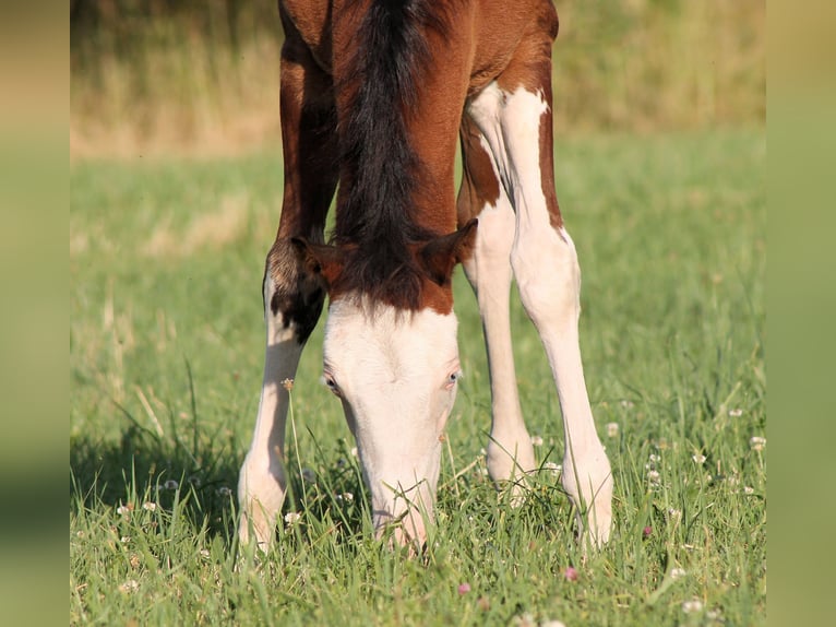 Paint Horse Semental  148 cm Castaño in Bautzen