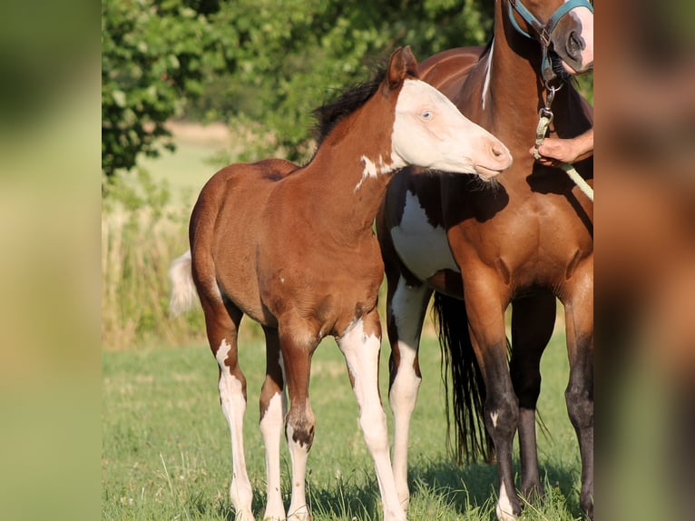 Paint Horse Semental  148 cm Castaño in Bautzen