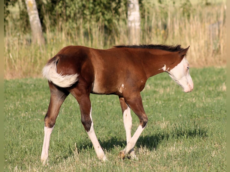 Paint Horse Semental  148 cm Castaño in Bautzen