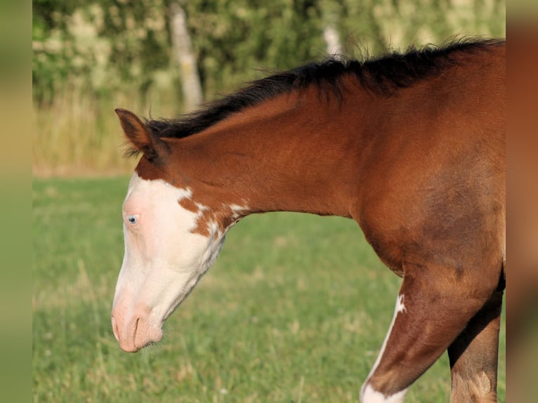 Paint Horse Semental  148 cm Castaño in Bautzen