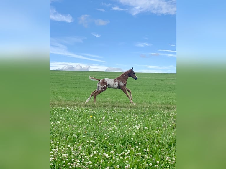 Paint Horse Mestizo Semental Potro (06/2024) 150 cm Overo-todas las-capas in Simmern