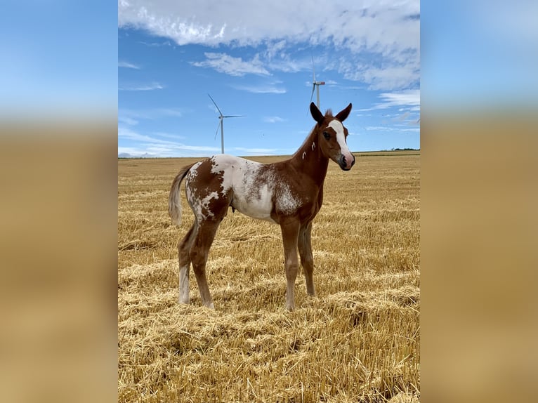 Paint Horse Mestizo Semental Potro (06/2024) 150 cm Overo-todas las-capas in Simmern