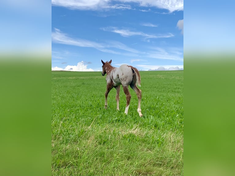 Paint Horse Mestizo Semental Potro (06/2024) 150 cm Overo-todas las-capas in Simmern