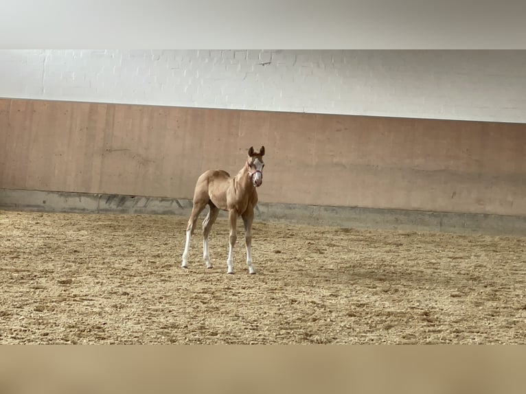 Paint Horse Semental Potro (04/2025) 150 cm Palomino in Roding Paint Horse Semental Potro (04/2025) 150 cm Palomino in Roding